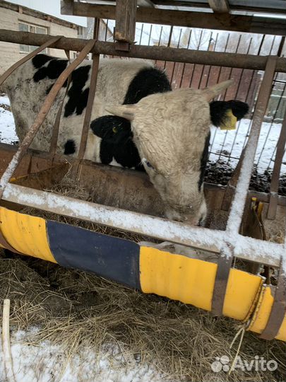 Быки, бычки и телки