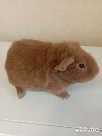 Морская свинка Тэдди мальчик