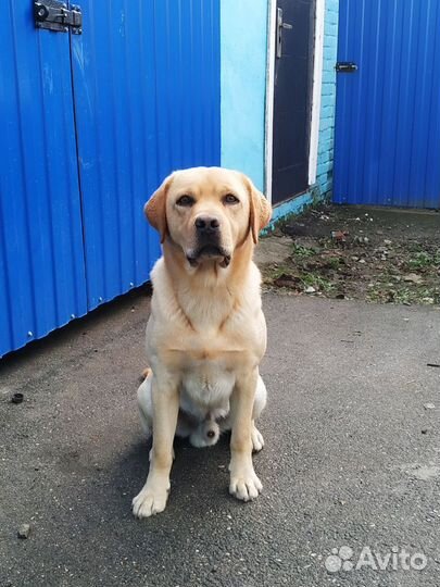 Щенки лабрадора