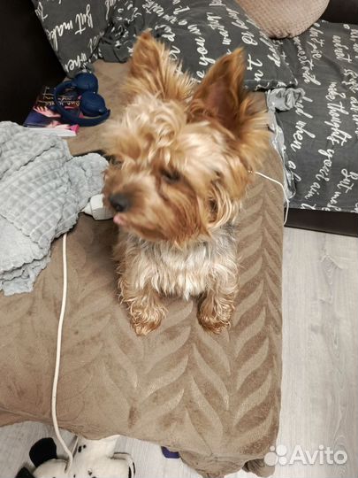 Йоркширский терьер мальчик вязка