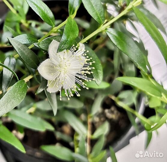 Миртовое дерево (мирт )