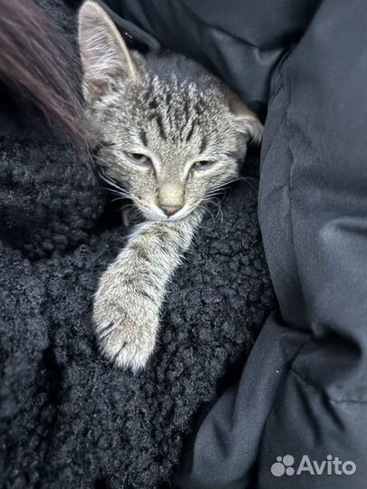 Котята в добрые руки бесплатно