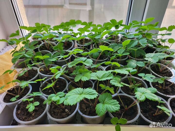 Рассада земляники
