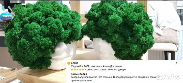 Стабилизированный мох для декора помещений