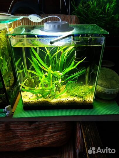 Рыбки гуппи и растительность с аквариумом