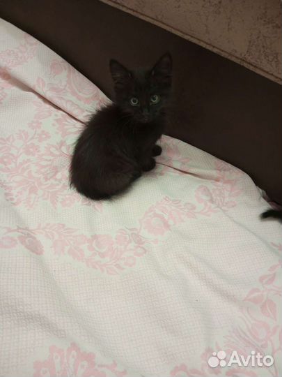 Котенок мальчик черный