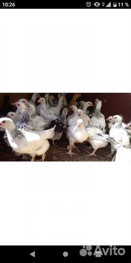 Цыплята несушки подрощенные