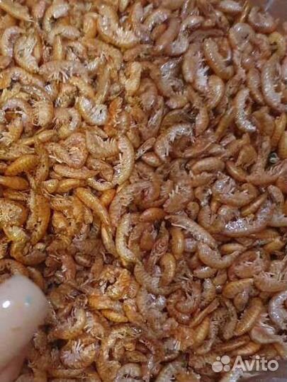 Корм для рыб и черепах