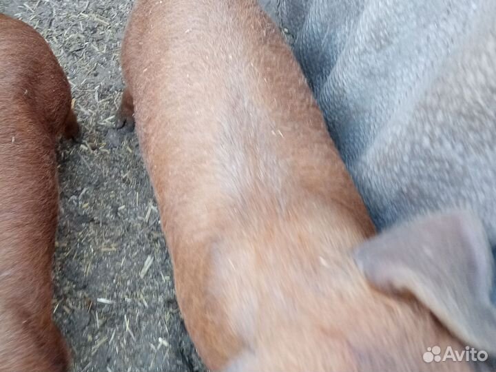 Поросята дюрок чистокровный