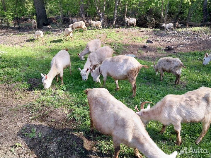 Зааненские козы дойные