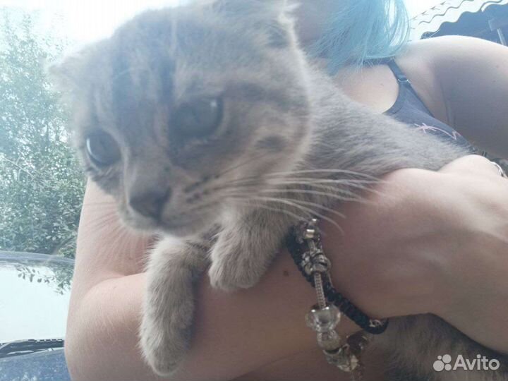 Кошка в дар