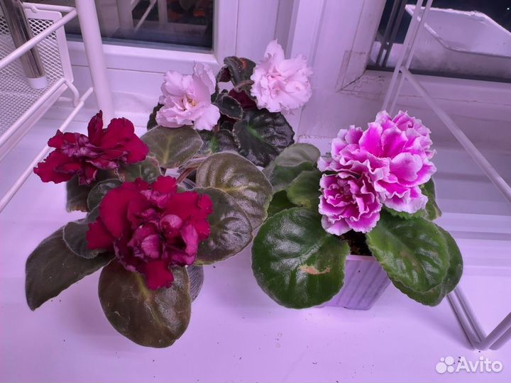 Фиалка детки сортовые