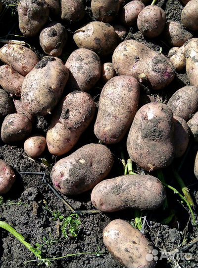 Картофель на еду деревенский