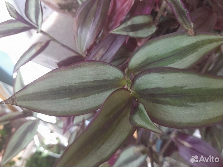 Комнатные цветы