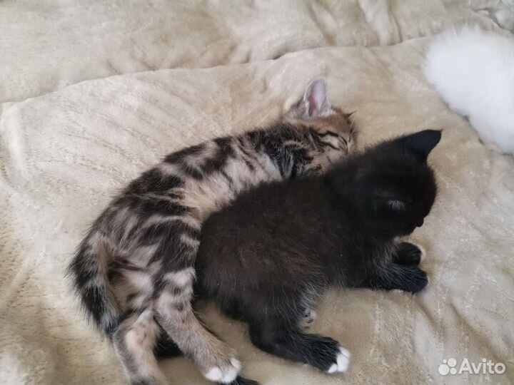 Котята 1,5 месяца