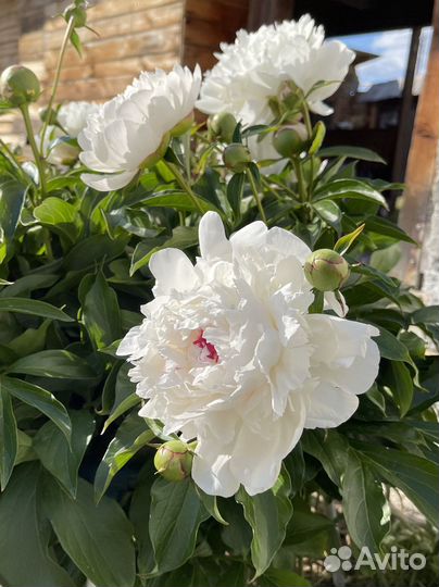 Пионы сортовые саженцы