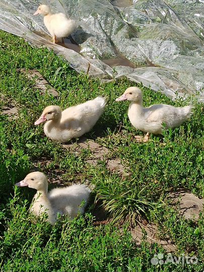 Мускусные утки индоутки индоутята