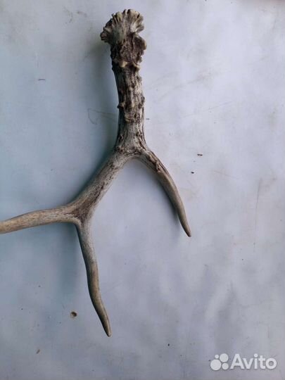 Рога морала