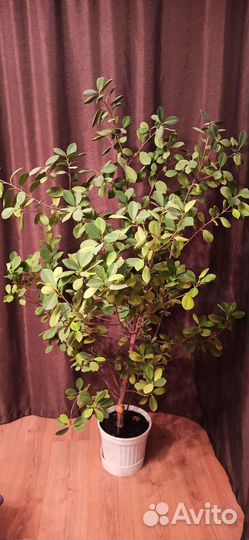 Фикус ретуза грин 1.75