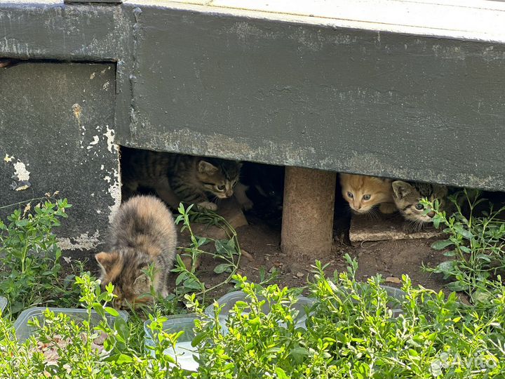 Котята в добрые руки