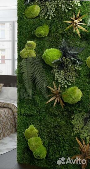 Стабилизированный ягель мох