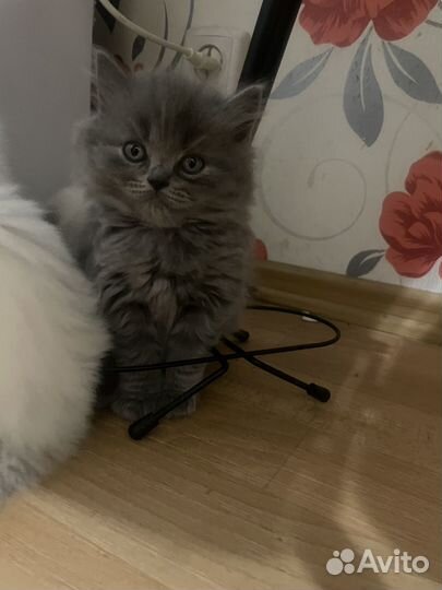 Персидская