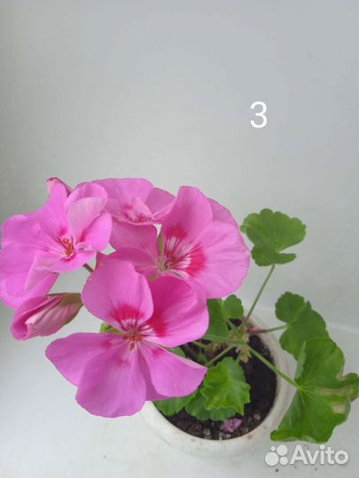 Пеларгония герань