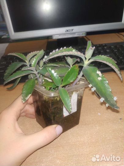 Каланхоэ лечебное