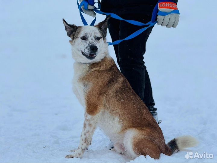 Клайд в добрые руки