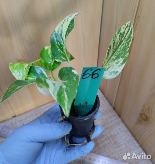 Эпипренумы