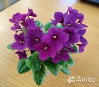 Сортовые фиалки мини/полумини