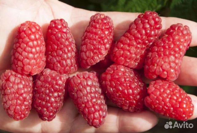 Ремонтантная малина саженцы