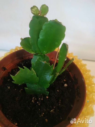 Декабрист шлюмбергера,Белый Ангел