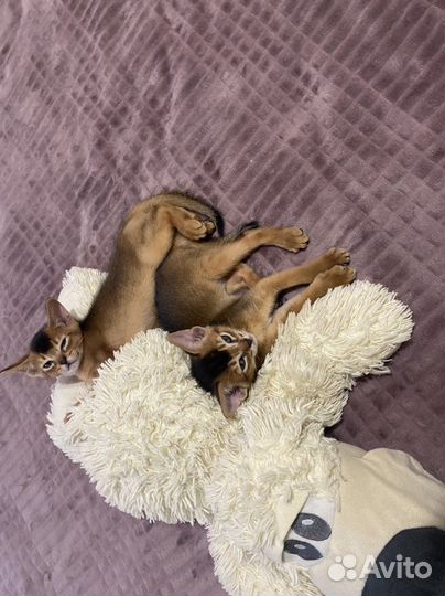 Аббисинские клубные котята