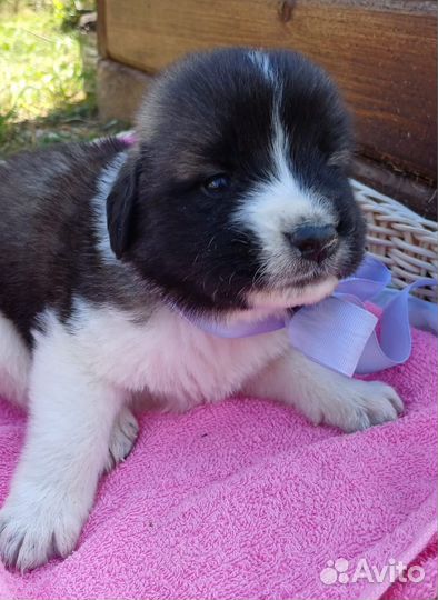 Щенки московской сторожевой