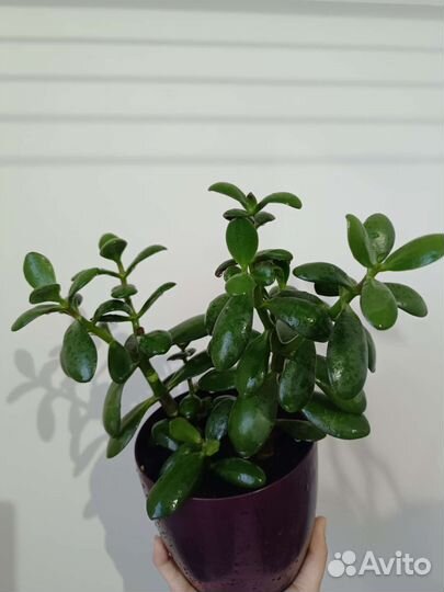 Крассула (денежное дерево, толстянка)