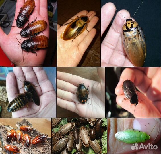 Сверчки,тараканы,личинки,улитки,грызуны,живой корм