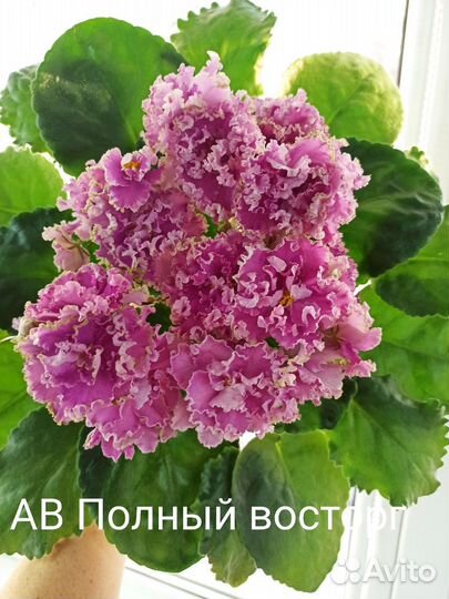 Фиалка (укоренен листы с детками)