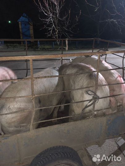 Свиньи живым весом