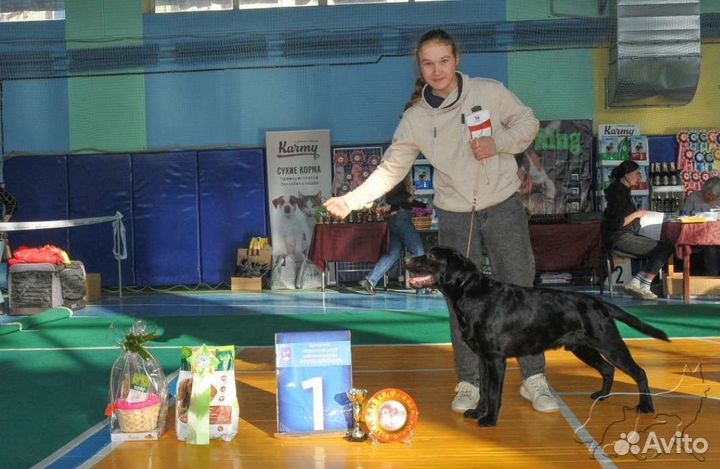 Дрессировка собак