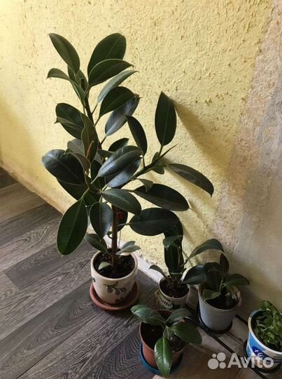 Фикус крупнолистный робуста