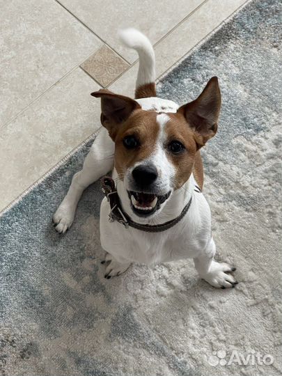 Джек Рассел терьер вязка