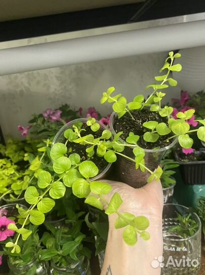 Лизимахия золотая (вербейник монетчатый)