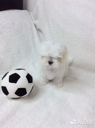 Мальтийская болонка Мальтезе