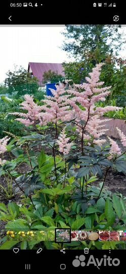 Саженцы и Цветы