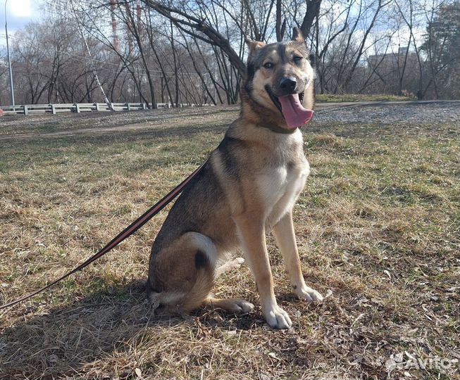 Собака из приюта ищет дом