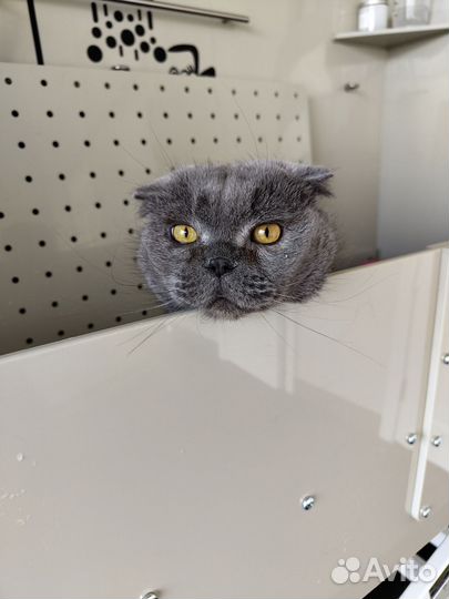 Груминг кошек экспресс-линька стрижка