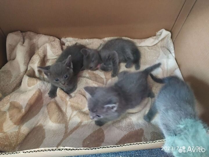 Котята в добрые руки