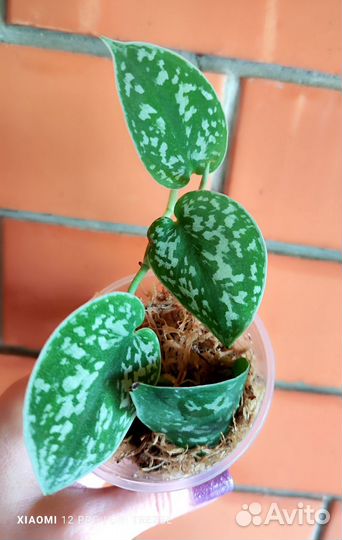 Сциндапсус Аргуреус