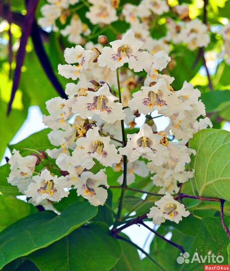 Саженцы катальпы